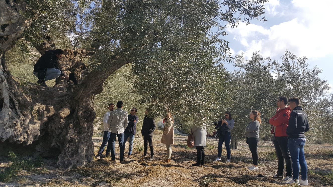 La cooperativa de Milena cuenta con olivos centenarios.